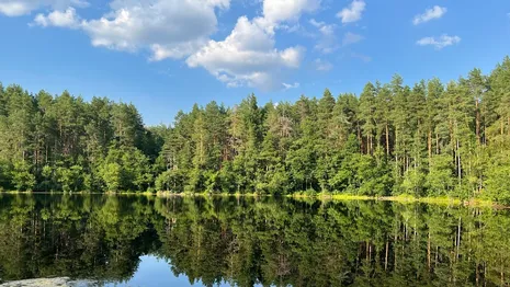 Во Владимирской области лесоруб уничтожил 1,4 тыс. деревьев вместо обещанных 14