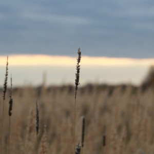 Во Владимире парк Дружба спасли от застройки