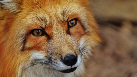 Во Владимирской области обнаружили три новых очага бешенства