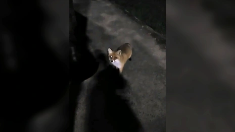 Во Владимирской области пассажиры угостили лису сосиской