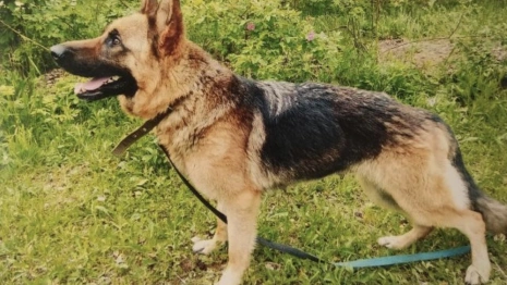 Владимирские полицейские объявили поиск хозяина для служебной собаки