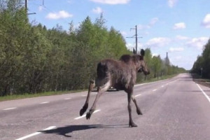 Во Владимирской области за последние годы произошло 412 ДТП с дикими животными