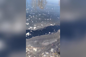 Жители Коврова сообщили о массовой гибели рыбы в пруду