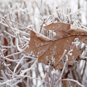 Прогноз погоды во Владимирской области на 14 декабря