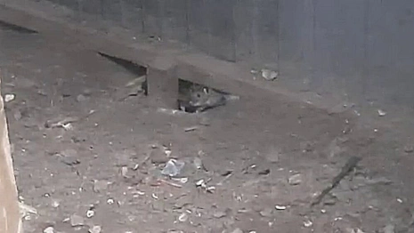 Появилось подтверждение нашествия крыс у «Чайханы» во Владимире