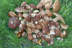 Во Владимирской области начался сезон грибов