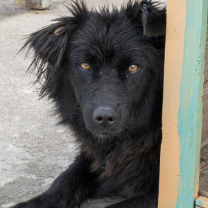 Александровский район оказался в лидерах по числу брошенных животных