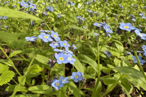 Аномальная жара уйдет из Владимирской области на рабочей неделе