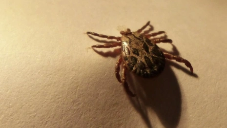 Во Владимирской области клещи укусили 108 человек