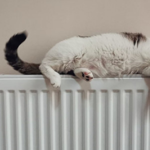 Во Владимире тепло дали в 84 садах и 11 школах