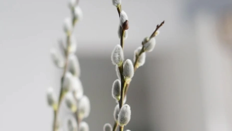 Вербное воскресенье: что можно и чего нельзя делать 9 апреля