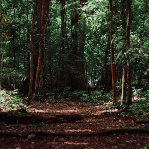 Житель Владимирской области получил огнестрельное ранение в лесу