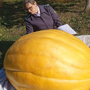 Во Владимирской области вырастили гигантскую тыкву весом 200 кг