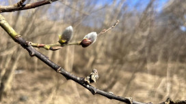 Во Владимирской области стабильное потепление наступит с 24 марта