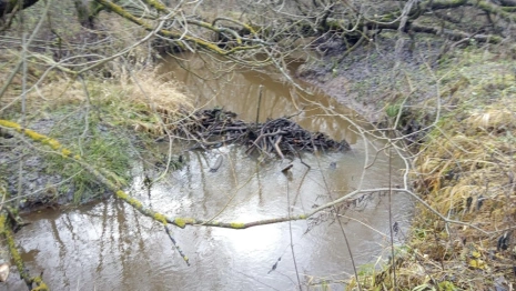 Во Владимирской области расчистят 5 рек