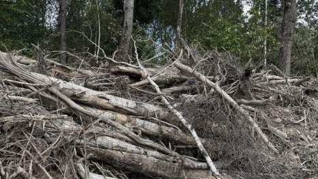 Жителя Александрова оштрафовали на 1 млн рублей за незаконную рубку леса