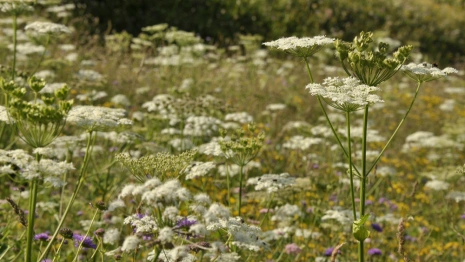 Во Владимирской области земли для сельхознужд заросли борщевиком
