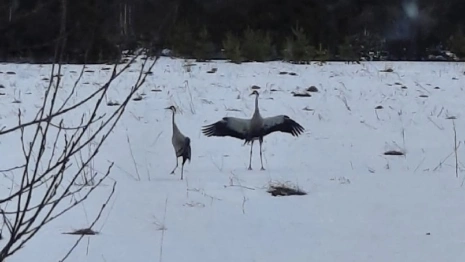 Во Владимирской области заметили краснокнижных журавлей