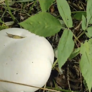 В лесу Юрьев-Польского района выросли гигантские дождевики