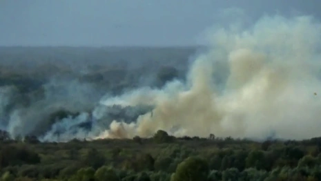 В Сети появилось видео лесного пожара под Вязниками