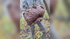 Во Владимирской области нашли огромный гриб-головач