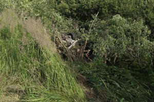 Иномарка улетела в кювет и перевернулась в Киржачском районе: пассажир погиб