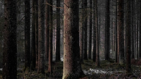 Владимирские волонтеры сообщили о смерти пропавшего в мае-2023 мужчины