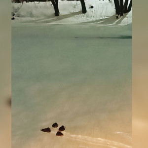 Во Владимире на Соловьином пруду вновь увидели уток