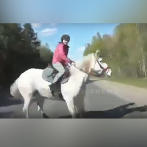 Момент столкновения легковушки и девочки на лошади под Гусь-Хрустальным попал на видео