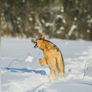 Во Владимирской области начали действовать новые требования к выгулу собак