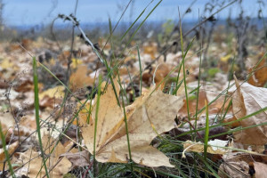 Прогноз погоды во Владимире и области на 10 ноября 2025 года