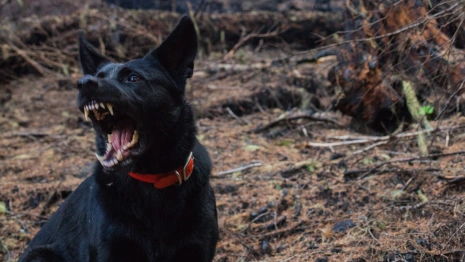 Во Владимирской области покусанные соседской собакой супруги отсудили 81 тыс. рублей
