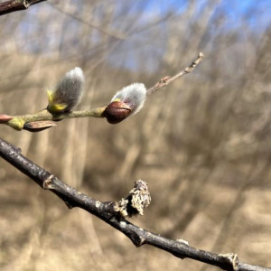 Прогноз погоды во Владимирской области на 8 марта 2026 года