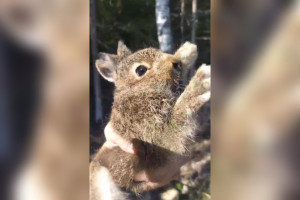В лесу под Меленками встретили зайчонка-беляка