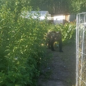 В Александровском районе заметили бурого медвежонка