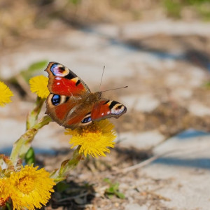 Во Владимирской области на рабочей неделе установится сухая и солнечная погода