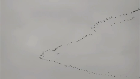 Во Владимирскую область после зимовки вернулись гуси