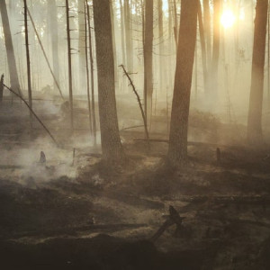 Во Владимирской области пропавшую полгода назад пенсионерку нашли мертвой