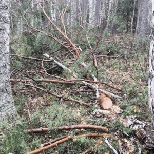 Троих жителей Владимирской области будут судить за рубку леса на 280 тыс. рублей