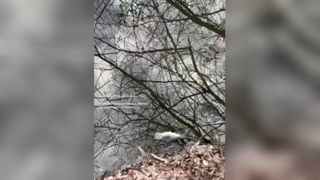 Во Владимире на пруду массово погибла рыба
