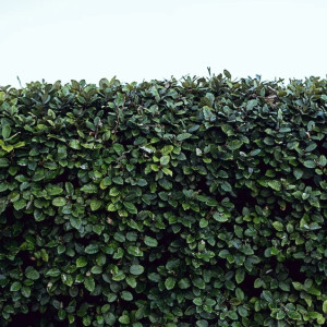 Во Владимире в Патриотическом сквере начали высаживать «живую изгородь»