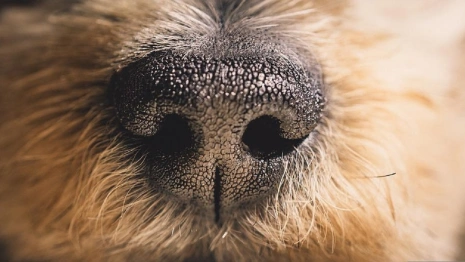 Во Владимире водитель самоката сбил собаку