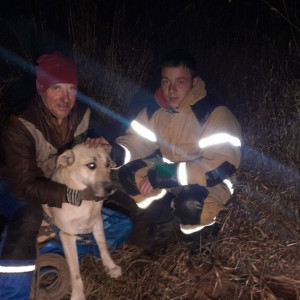 Во Владимирской области спасатели достали собаку из заброшенного колодца