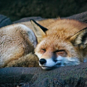 В лесах Владимирской области разложат более 1 млн доз вакцины от бешенства