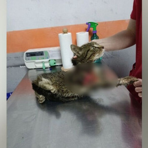 Во Владимирской области в депо нашли покалеченного кота