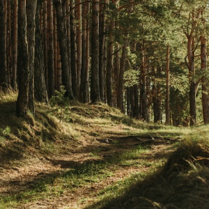 Жители Владимирской области выступили против застройки сосновой рощи над Клязьмой