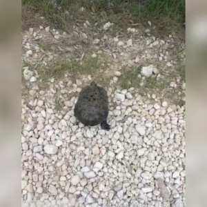 В Вязниковском районе впервые удалось увидеть европейскую болотную черепаху