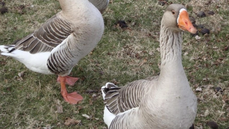 Когда в Гусь-Хрустальном начнут выращивать гусей, а в Гороховце – растить горох?
