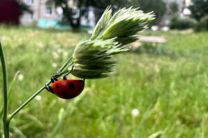 Во Владимирской области выходные пройдут без дождей