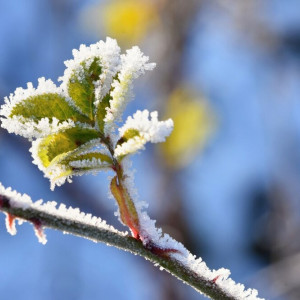 Дачников Владимирской области предупредили о новых заморозках